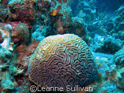 Coral - Bonaire by Leanne Sullivan 